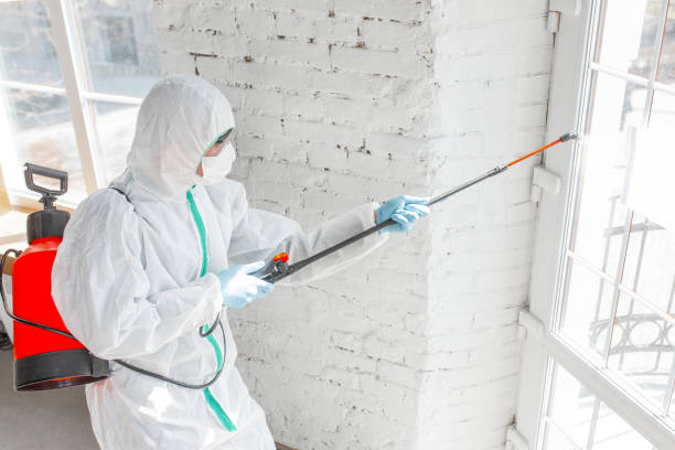 Best Attic Mold Removal  in Springfield, KY