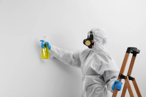 Best Mold Odor Removal Services  in Springfield, KY